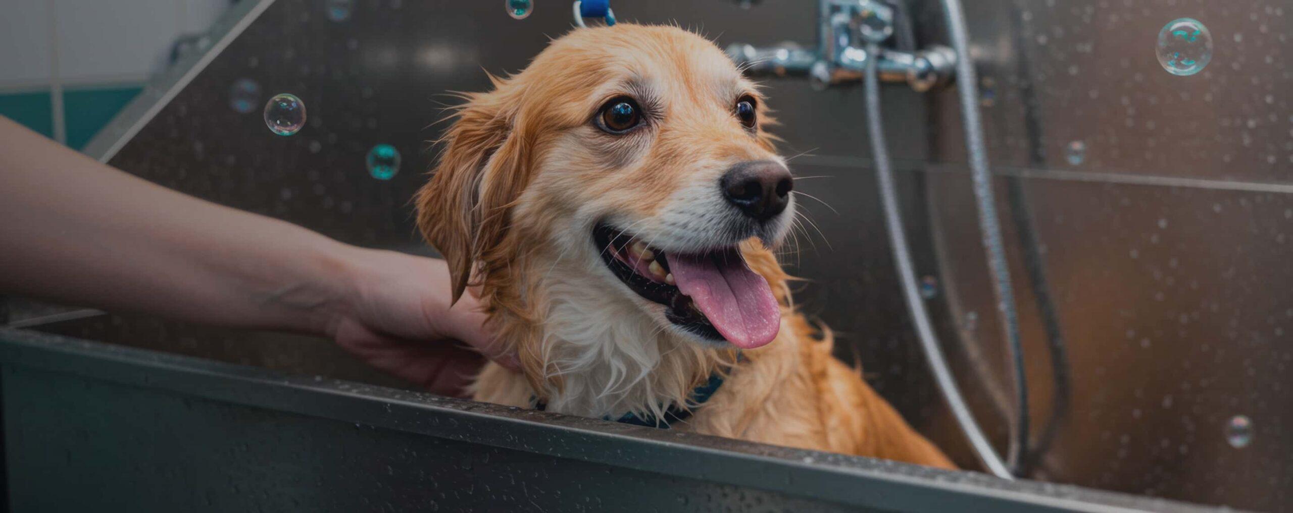 A collie enjoys a bath.