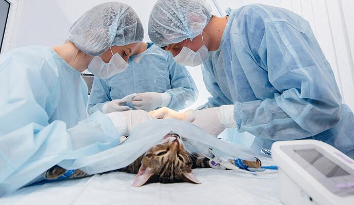 A cat undergoes surgery.