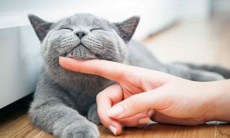 A cat has its chin scratched.